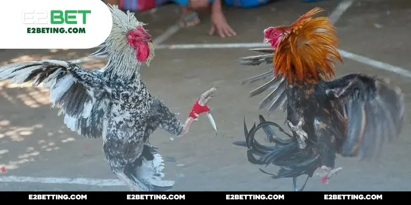 Quy tụ rất nhiều màn đấu đá vừa chất lượng vừa kịch tính