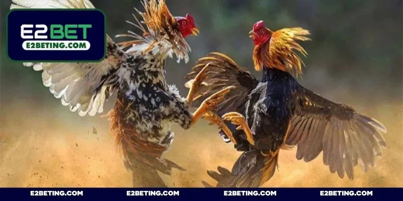 Sảnh cược chọi kê WS168