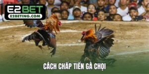 cách chấp tiền gà chọi