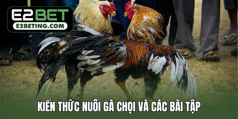 Kiến thức nuôi gà chọi và các bài tập rèn luyện