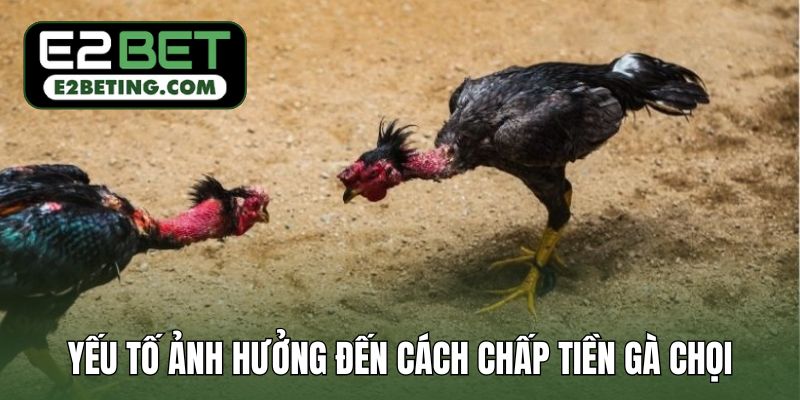Những yếu tố ảnh hưởng lớn đến cách chấp tiền gà chọi